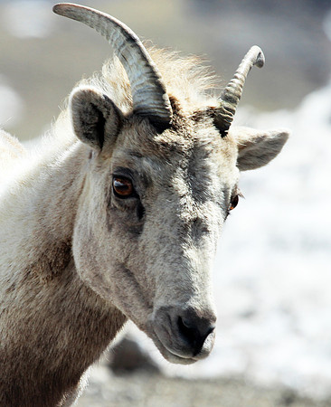Mountain Goat - Mt Evans