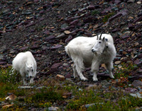 Mountain Goat - Glacier