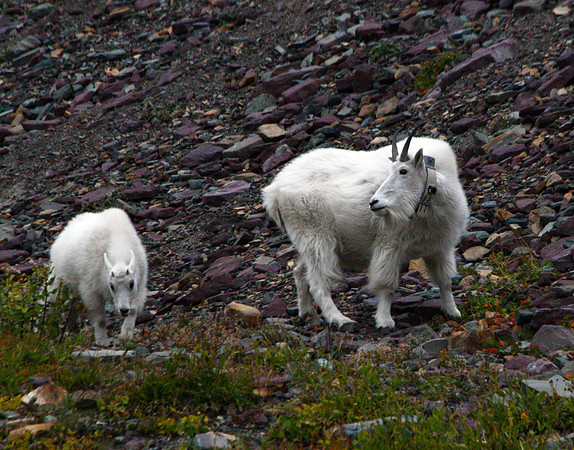 Mountain Goat - Glacier