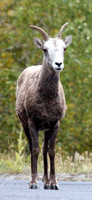Mountain Goat - Glacier