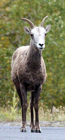 Mountain Goat - Glacier