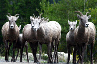 Mountain Goat - Glacier