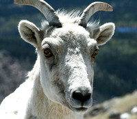 Mountain Goat - Mt Evans
