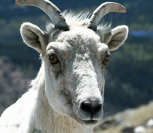 Mountain Goat - Mt Evans