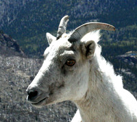 Mountain Goat - Mt Evans