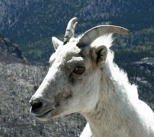 Mountain Goat - Mt Evans