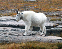 Mountain Goat - Glacier