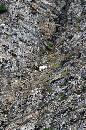 Mountain Goat - Glacier
