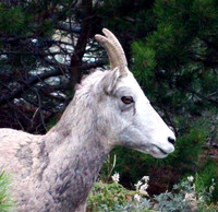 Mountain Goat - Glacier