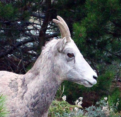 Mountain Goat - Glacier