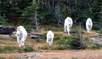 Mountain Goat - Glacier