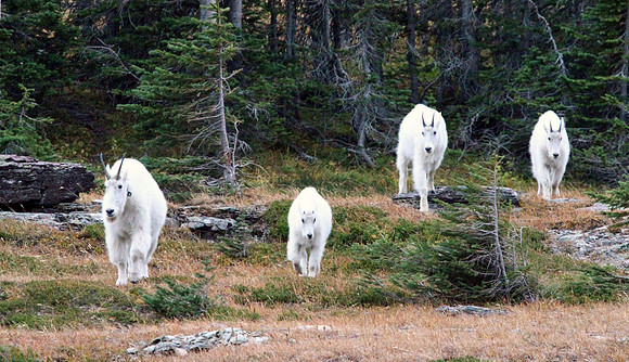 Mountain Goat - Glacier