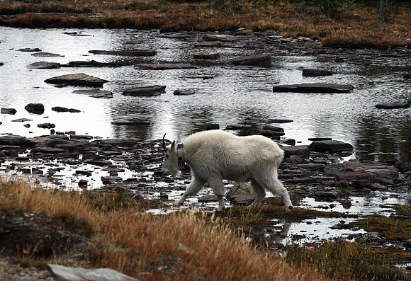 Mountain Goat - Glacier