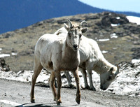 Mountain Goat - Mt Evans
