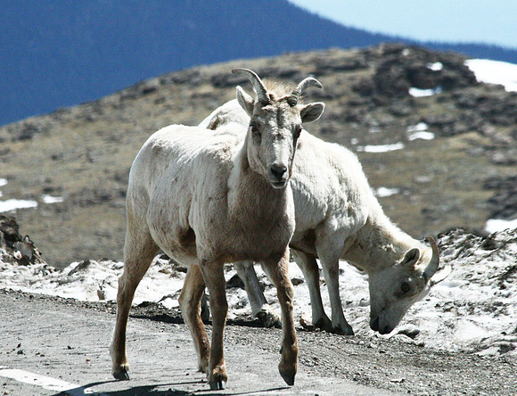 Mountain Goat - Mt Evans