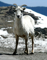 Mountain Goat - Mt Evans