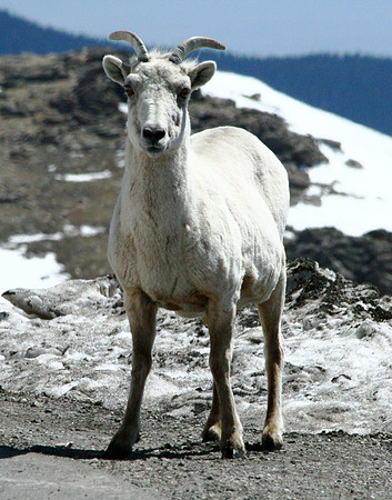 Mountain Goat - Mt Evans