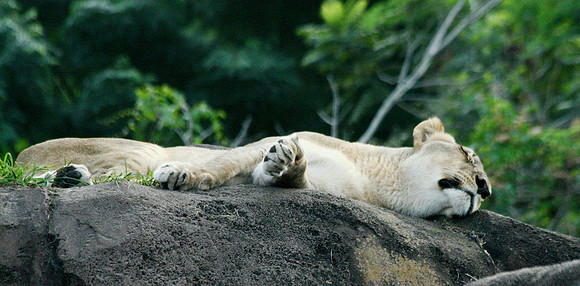 Lioness