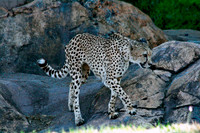 Cheetah