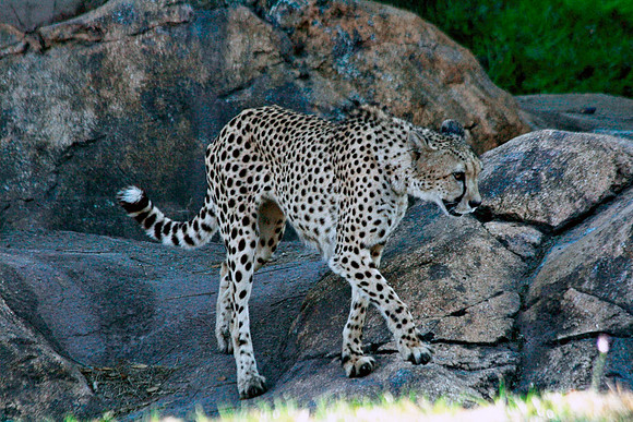 Cheetah