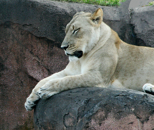 Lioness