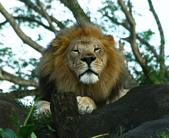 Lion