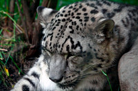 Snow Leopard