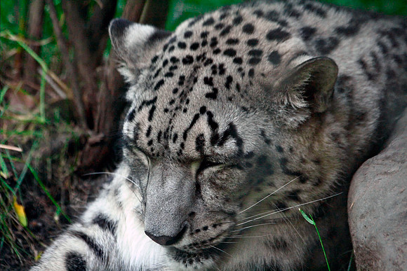 Snow Leopard