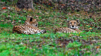 Cheetahs