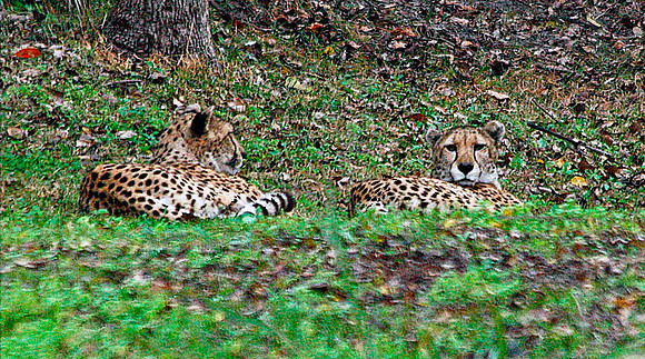 Cheetahs