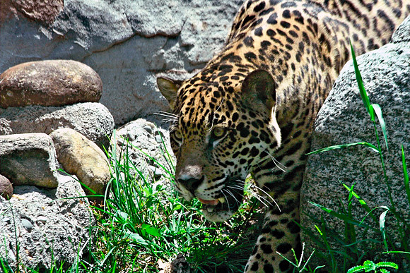 Leopard