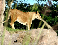 Lioness