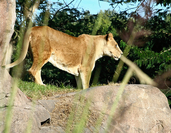 Lioness