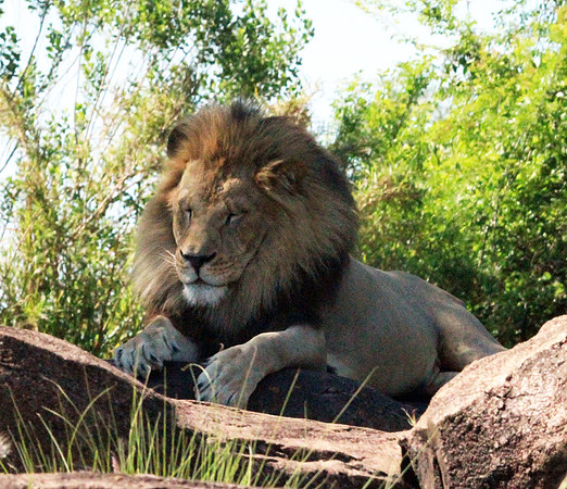 Lion