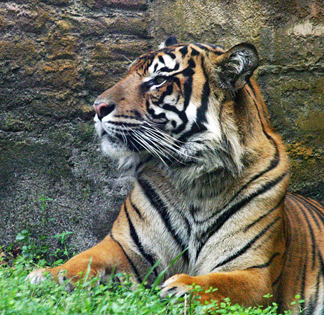 Tiger