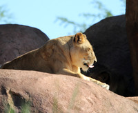 Lioness