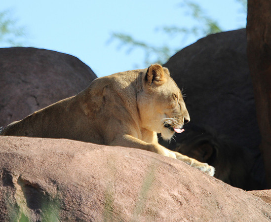 Lioness