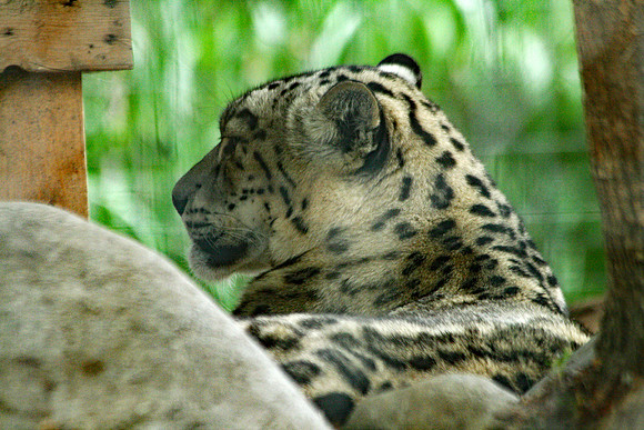 Snow Leopard