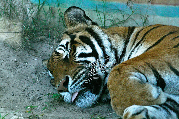Tiger