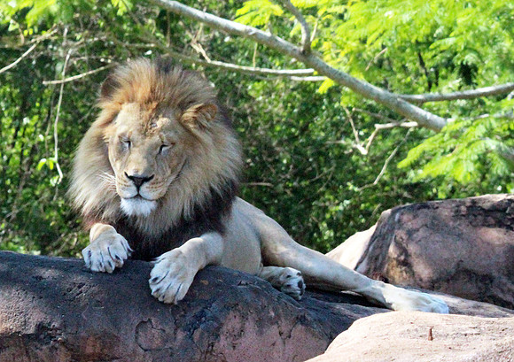 Lion