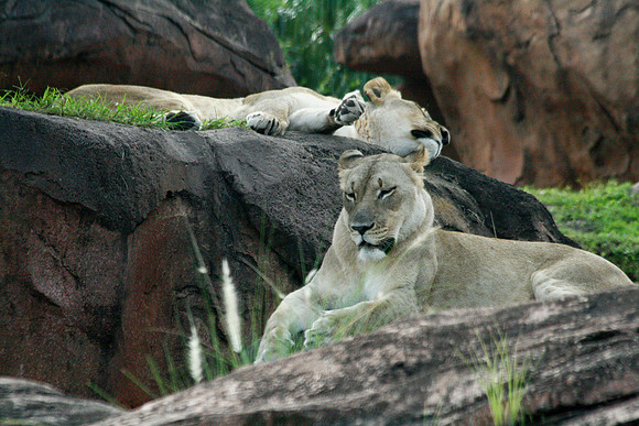 Lioness