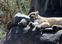Lion