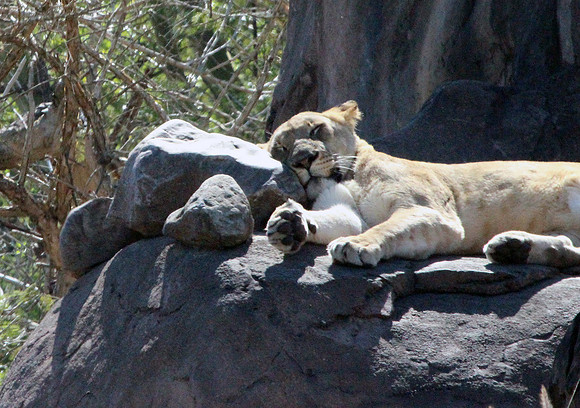 Lion