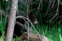 Black Bear Cub - Smoky Mountains