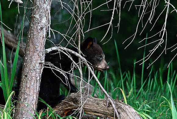 Black Bear Cub - Smoky Mountains