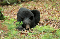 Female Black Bear - Smoky Mountains