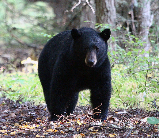 Black Bear - Glacier
