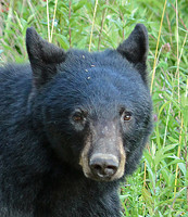 Female Black Bear - Smoky Mountains