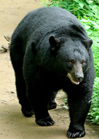 Male Black Bear - Smoky Mountains