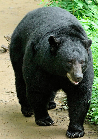 Male Black Bear - Smoky Mountains
